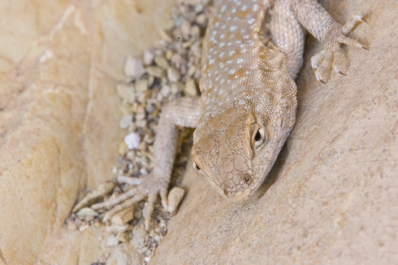 Great Basin Fence Lizard